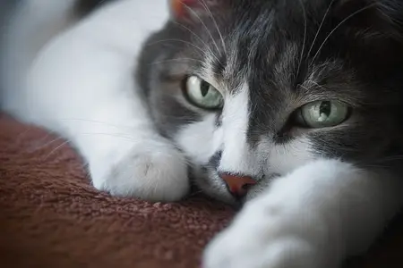 Treating a Cat Abscess: Why It Is a Veterinary Emergency