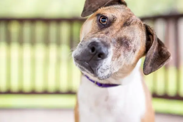Tooth Root Abscess in Dogs: How to Recognize an Emergency and Take ...