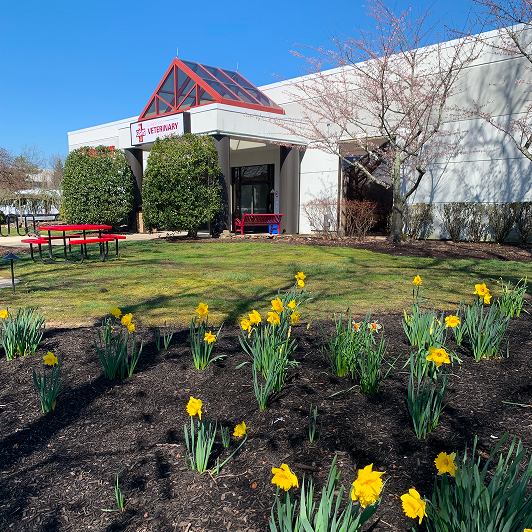 Exterior of a veterinary building with yellow daffodils and picnic tables in the foreground.