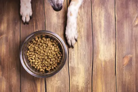 Should Your Dog’s Food be Grain Free?