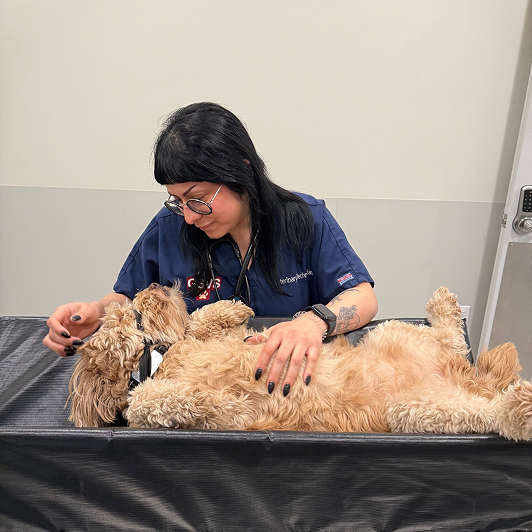 Person in a blue uniform interacting with a small dog on an examination table.