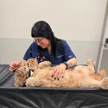 Person in a blue uniform interacting with a small dog on an examination table.