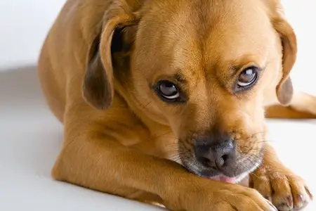 Pale Gums in Dogs: Is It an Emergency?