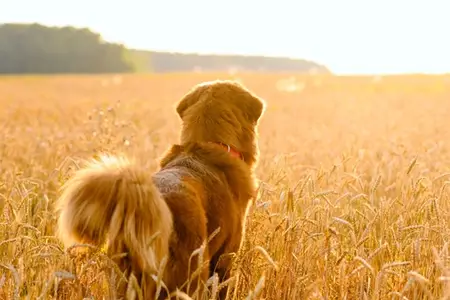 My Dog Ate a Corn Cob: What to Do Now