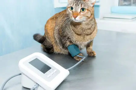 Heavy Breathing in Cats: Is It a True Emergency?