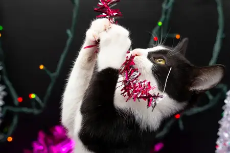 My Cat Ate Tinsel: Is Immediate Care Required?