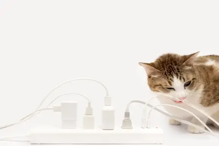 What to Do If Your Cat Chews an Electrical Cord