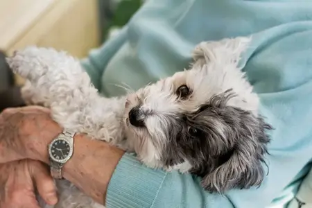 Tracheal Collapse in Dogs: How to Carry Them Safely