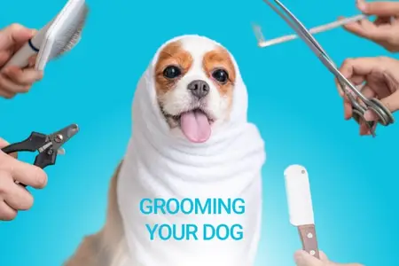 Grooming Your Dog