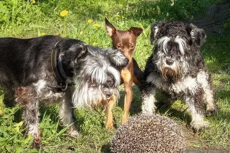 Porcupine Quills in Dogs: Why Immediate Vet Care is Critical