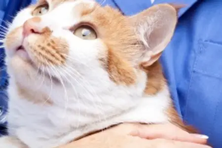 Referrals and Second Opinions