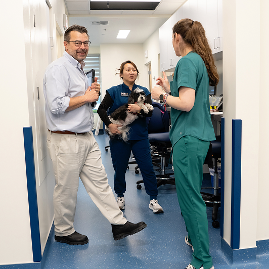 Veterinary professionals caring for animals in a clinical setting with medical equipment around them.