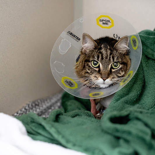 A tabby cat with a cone around its neck resting on a green blanket.