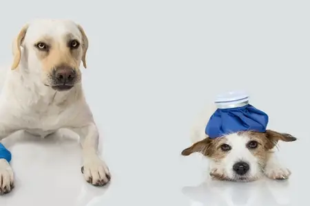 Dog Ate Antidepressant Pill: Critical Next Steps