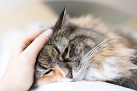 Kidney Failure in Cats: Is Immediate Care Needed?