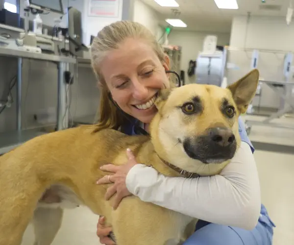 Veterinary professional in blue scrubs smiles and hugs a tan dog in a clinical setting.