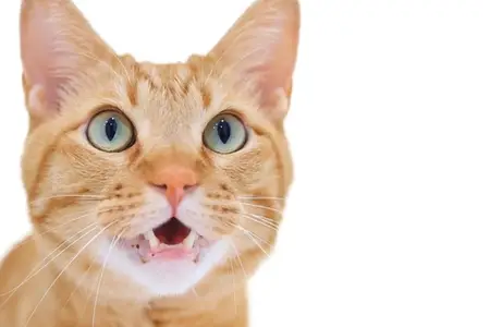Cat Panting With Open Mouth: Is It an Emergency?
