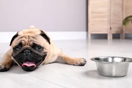 Crystals in Your Dog's Urine: When Immediate Care is Needed