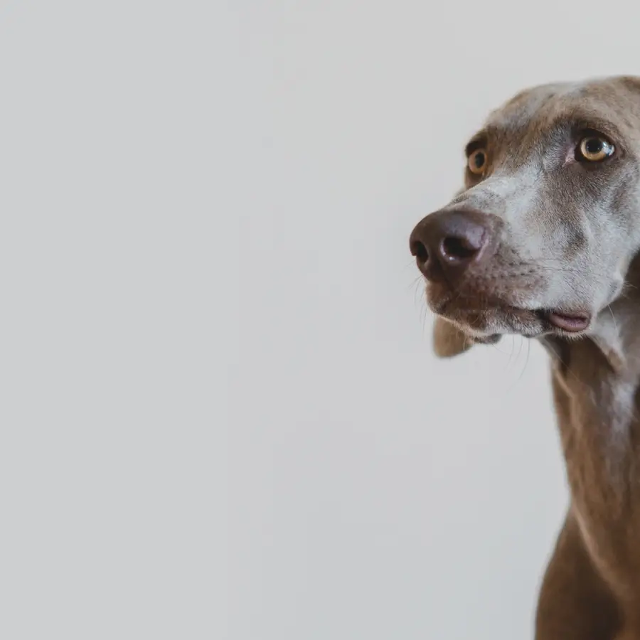 Gray dog on a gray background.