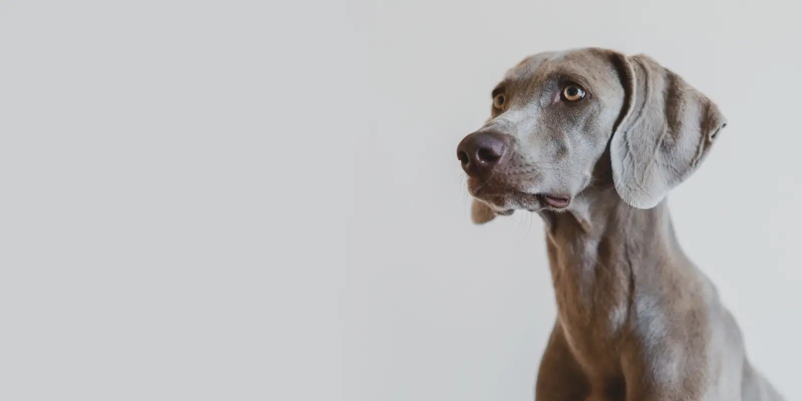 Gray dog on a gray background.