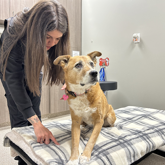 Veterinary staff attending to a dog on a table in a clinic room.