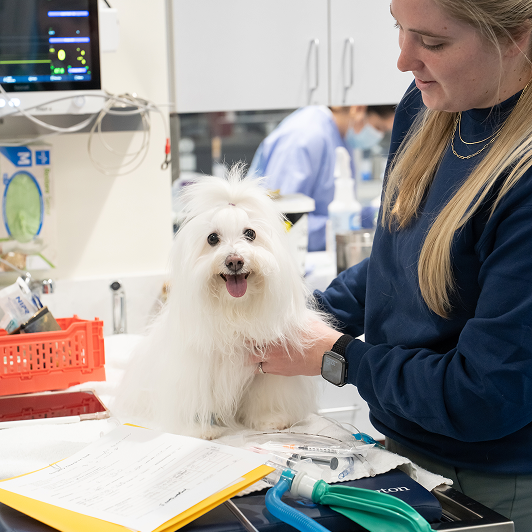 A vet holds a fluffy white dog on an exam table.