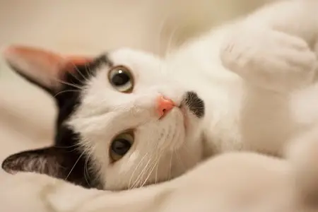 Are Lilies Poisonous to Cats?
