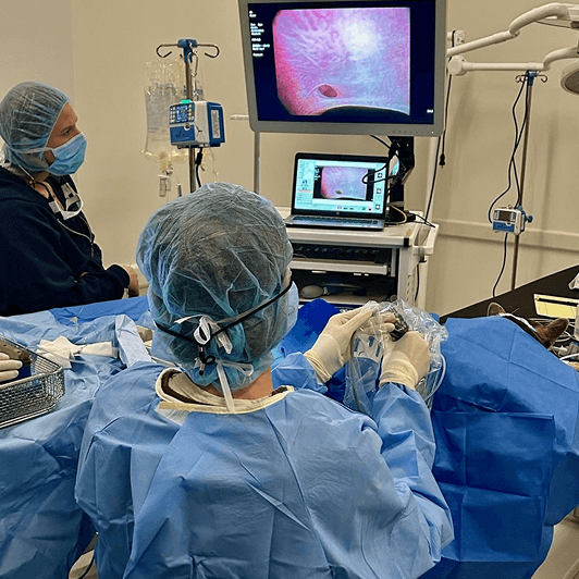 Two veterinary professionals performing a surgical procedure in an operating room.