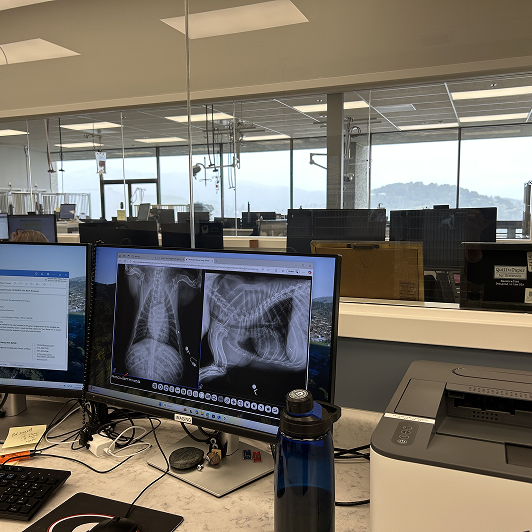 X-rays of an animal torso on a computer monitor.