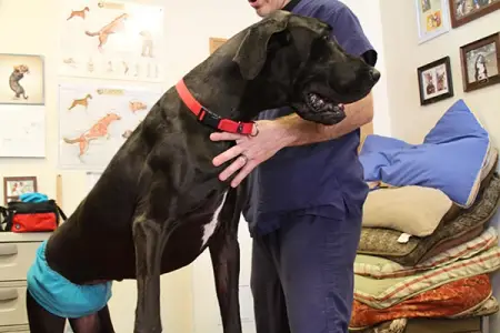 Regenerative Medicine Therapy