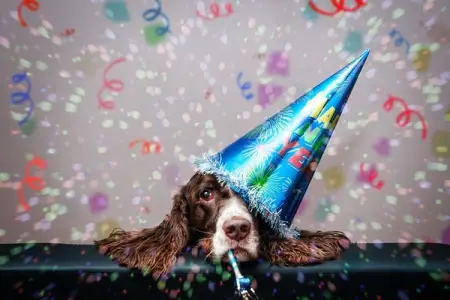 Tips For A Safe New Years and Holiday For Your Pets