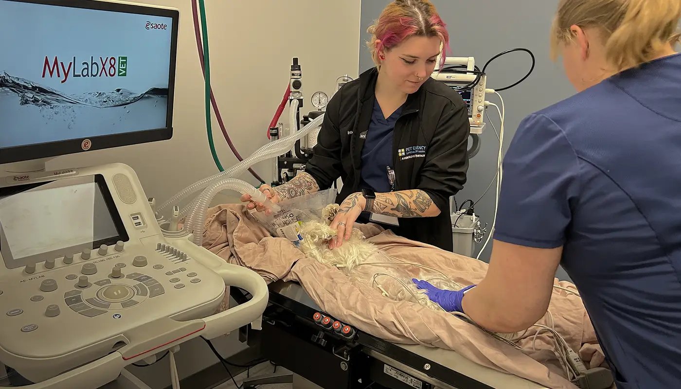Veterinary professionals caring for a dog in a clinical setting with medical equipment around them.
