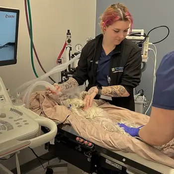 Veterinary professionals caring for a dog in a clinical setting with medical equipment around them.