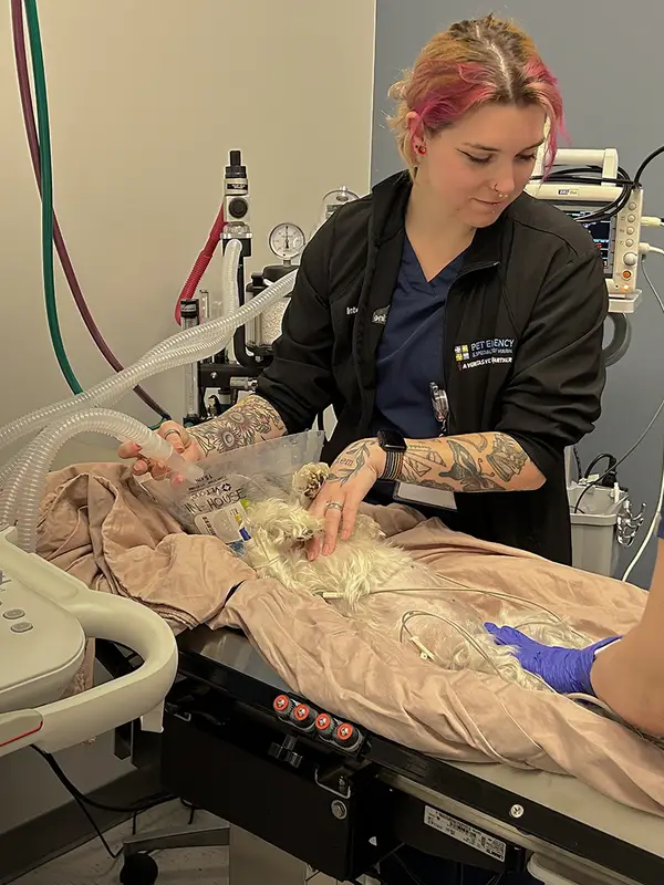 Veterinary professionals caring for a dog in a clinical setting with medical equipment around them.