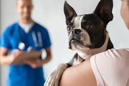 What is Bloat in Dogs: A Life-Threatening Emergency