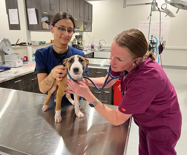 Two veterinary staff examining a small dog with brown spots on a metal table in a vet clinic.