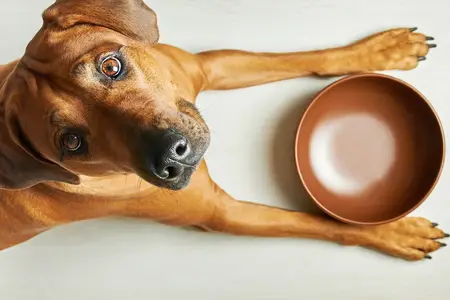 Can Dogs Eat Craisins? Recognizing the Signs of an Emergency