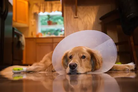 The Cone of Shame: Why E-Collars Get a Bad Rap (But Are So Important)