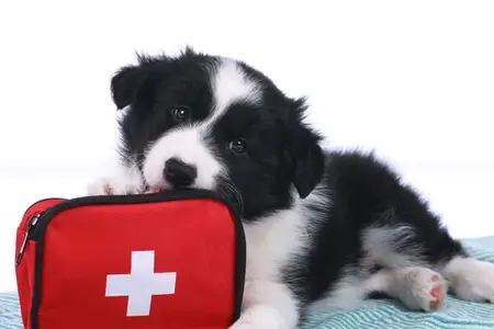 Puppy Strangles: Is It a Pet Emergency?