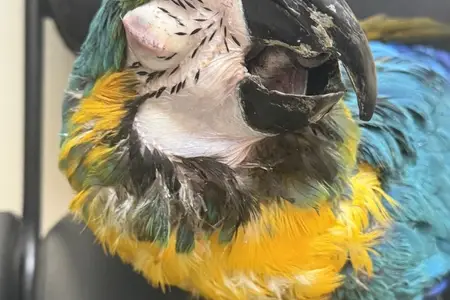 Living Our Core Value of Compassion: Helping Stevie the Macaw