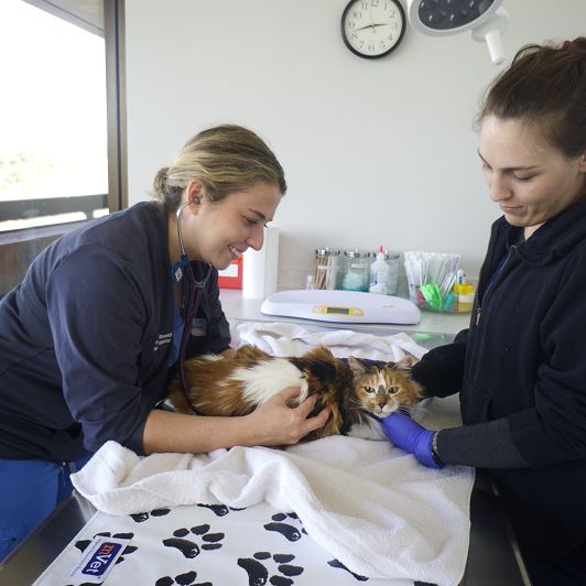 Veterinary professionals caring for a cat in a clinical setting with medical equipment around them.