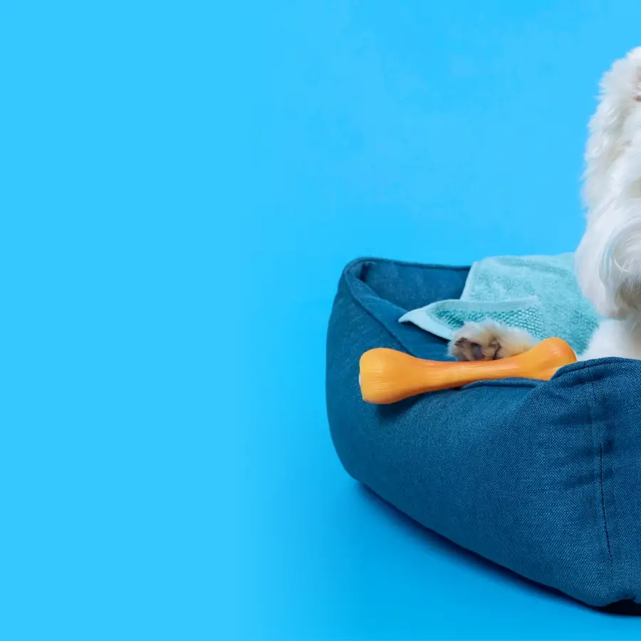A small white terrier laying in a plush blue dog bed with a blue blanket and a yellow bone on a cyan background.