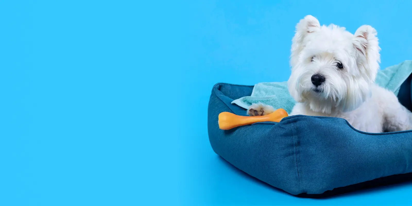 A small white terrier laying in a plush blue dog bed with a blue blanket and a yellow bone on a cyan background.