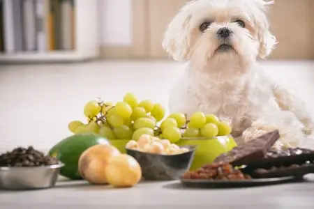 Can Dogs Have Gingerbread: Spotting Signs of Toxicity