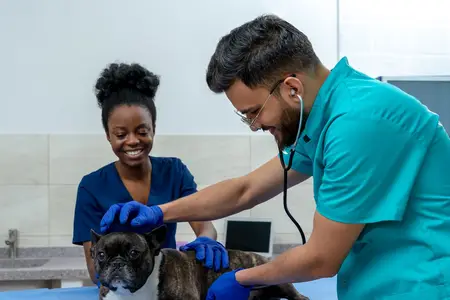 Sudden IVDD Symptoms in Dogs: Is It an Emergency?
