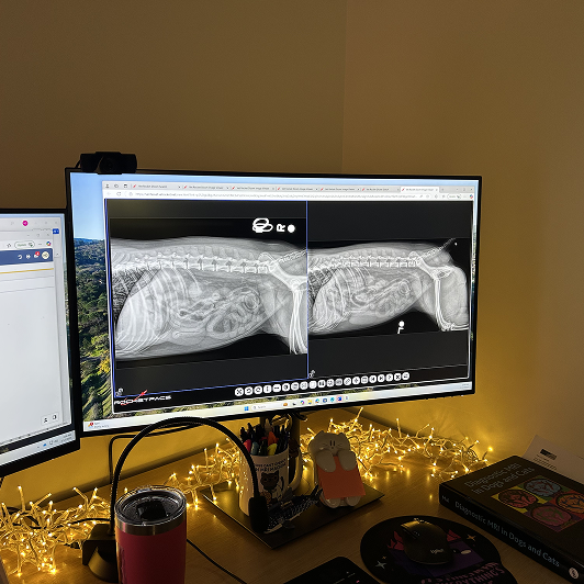 Xray of a dog torso on a computer monitor with Christmas lights on the desk.