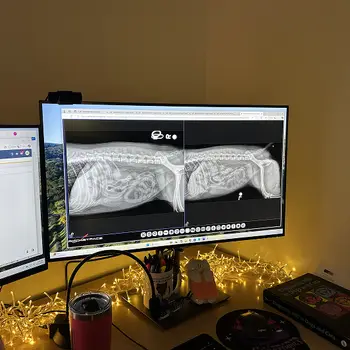 Xray of a dog torso on a computer monitor with Christmas lights on the desk.