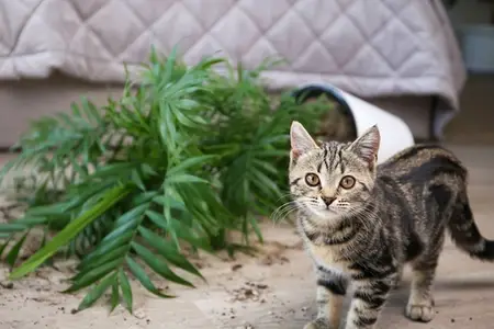 Succulent Poisoning in Cats: Immediate Steps for an Emergency
