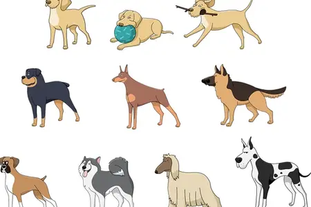 A Guide To Different Dog Breeds