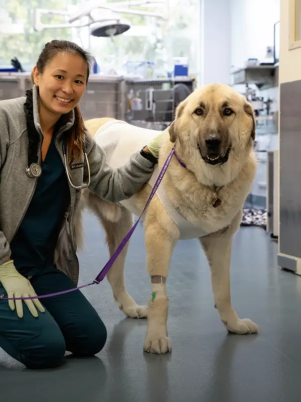 A veterinary professional in teal scrubs kneels next to and pets a large white dog with a bandage on its torso and leg.